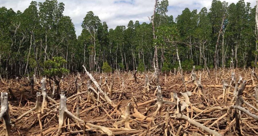 The Devastating Outcomes of Deforestation * Large Weblog of Gardening