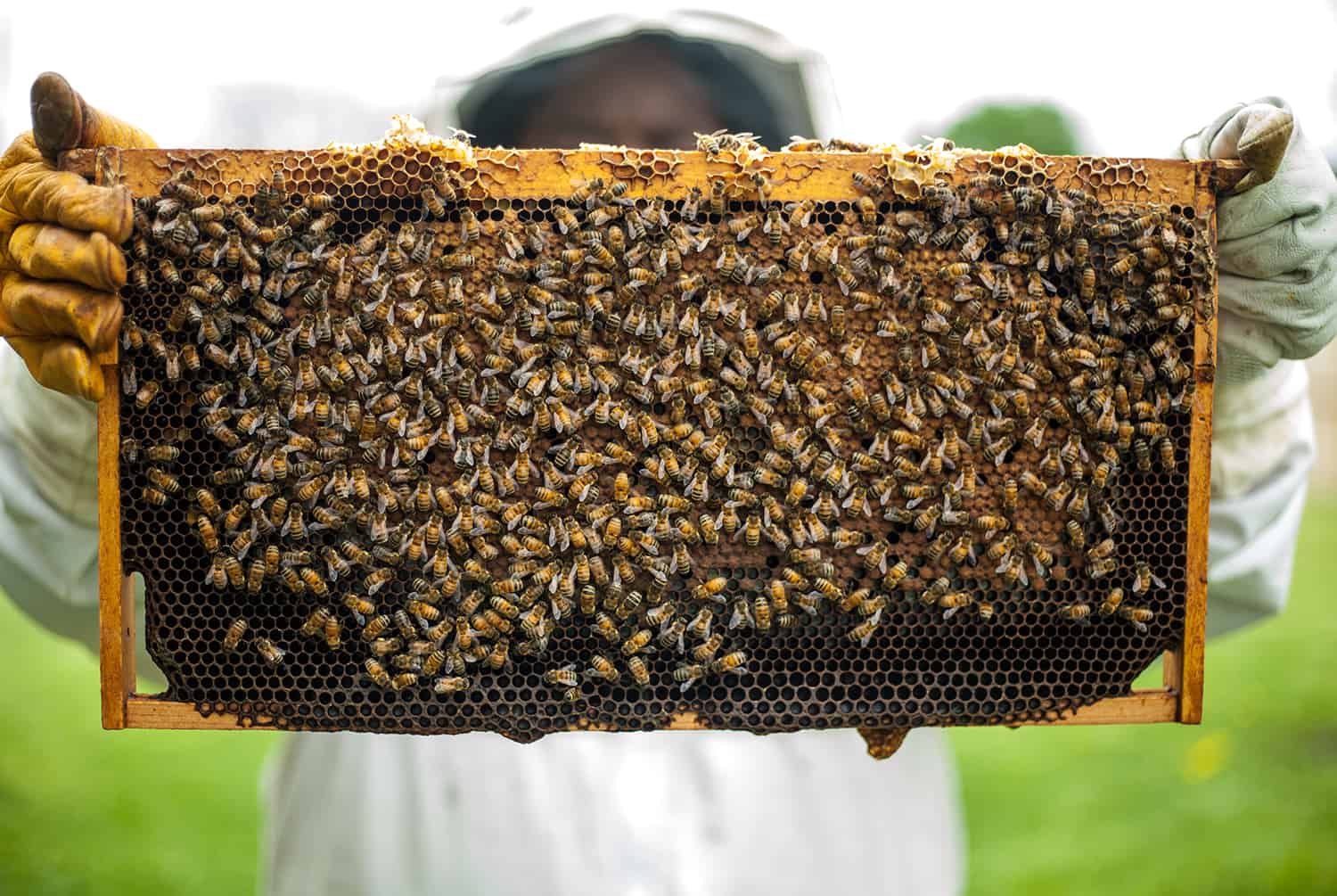 The best technique to Begin a Beehive * Large Weblog of Gardening