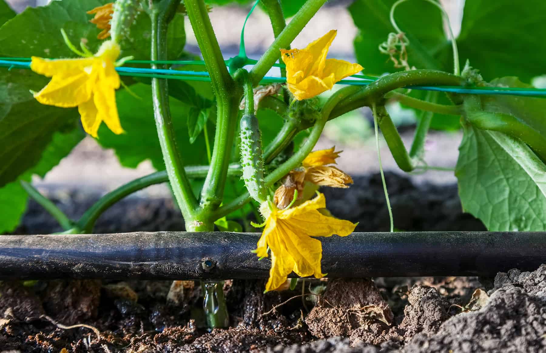 Drip Irrigation Fundamentals (with Movement footage) * Big Weblog of Gardening