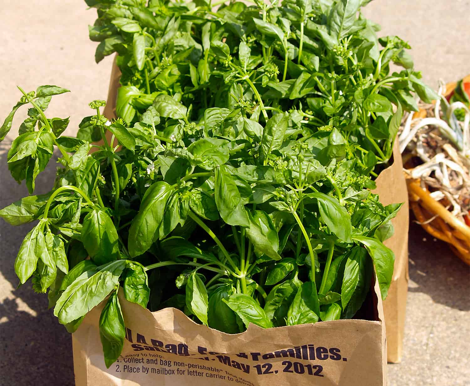 The correct technique to Develop Basil * Giant Weblog of Gardening