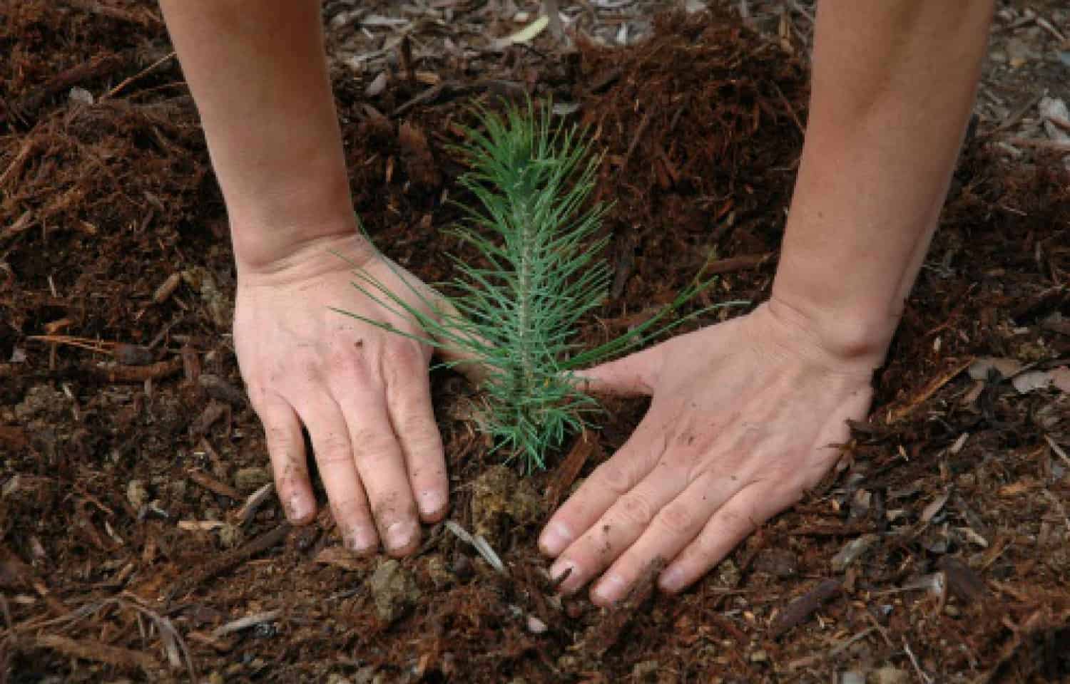 Bulk Tree Seedlings For Planting Giant Areas * Huge Weblog of Gardening