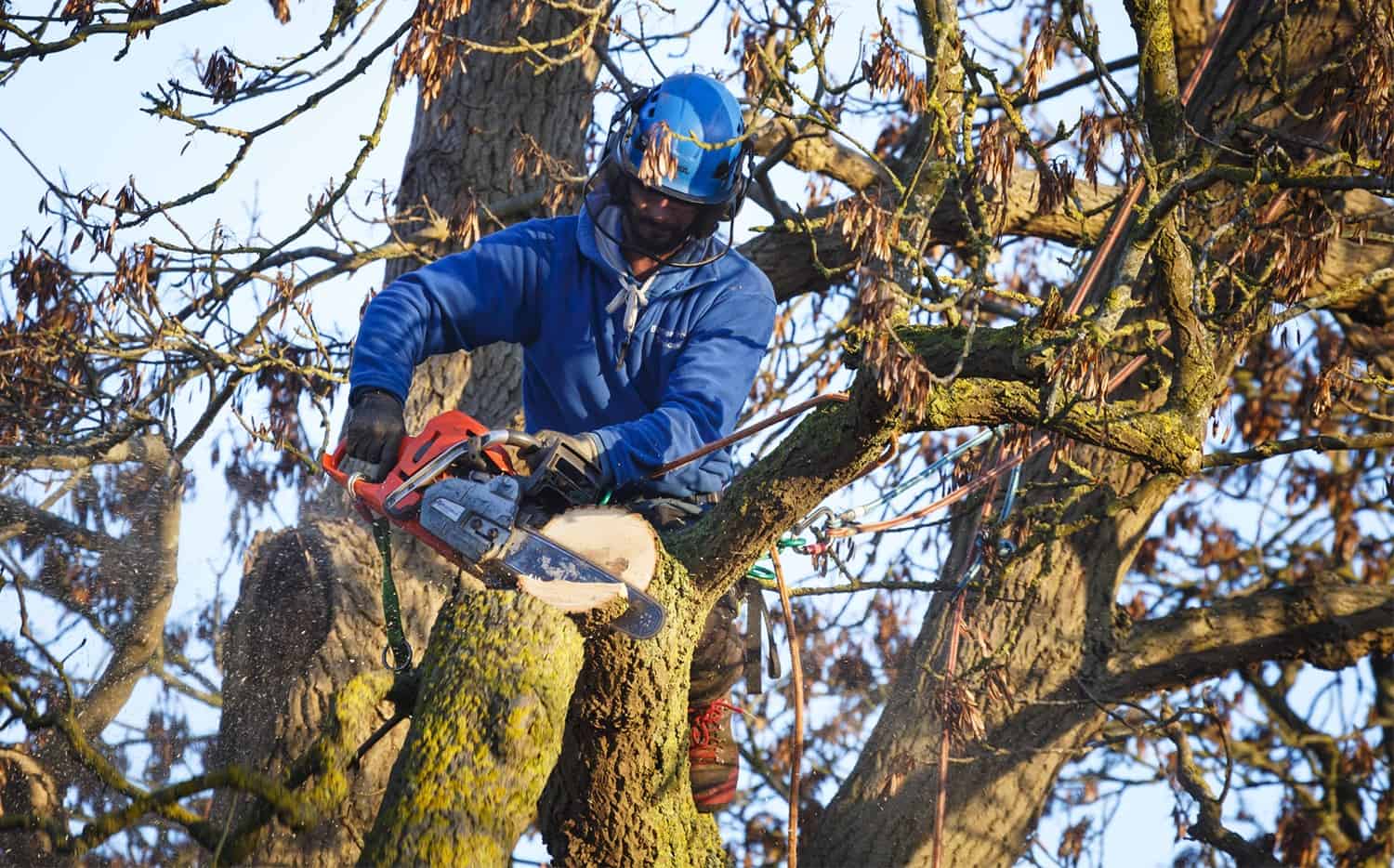 How To Safely In the reduction of Down a Huge Tree * Large Weblog of Gardening