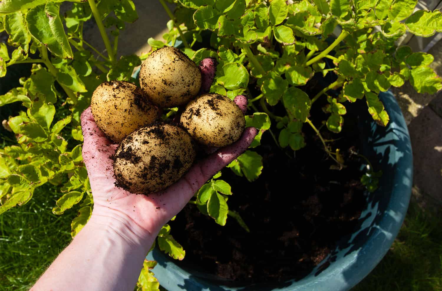 How one can Develop Potatoes in Containers * Massive Weblog of Gardening