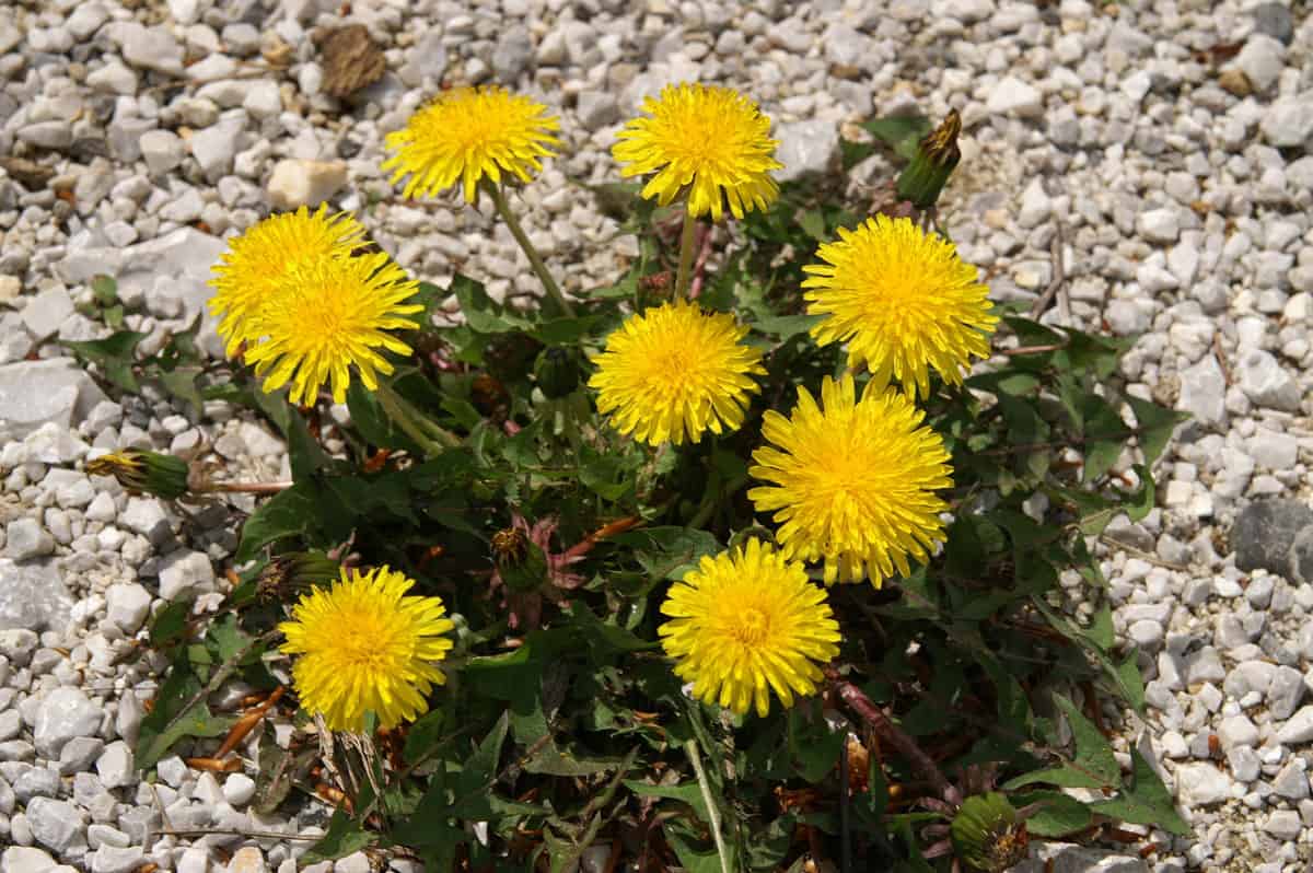 Do You Really Ought to Take away Dandelions? * Large Weblog of Gardening