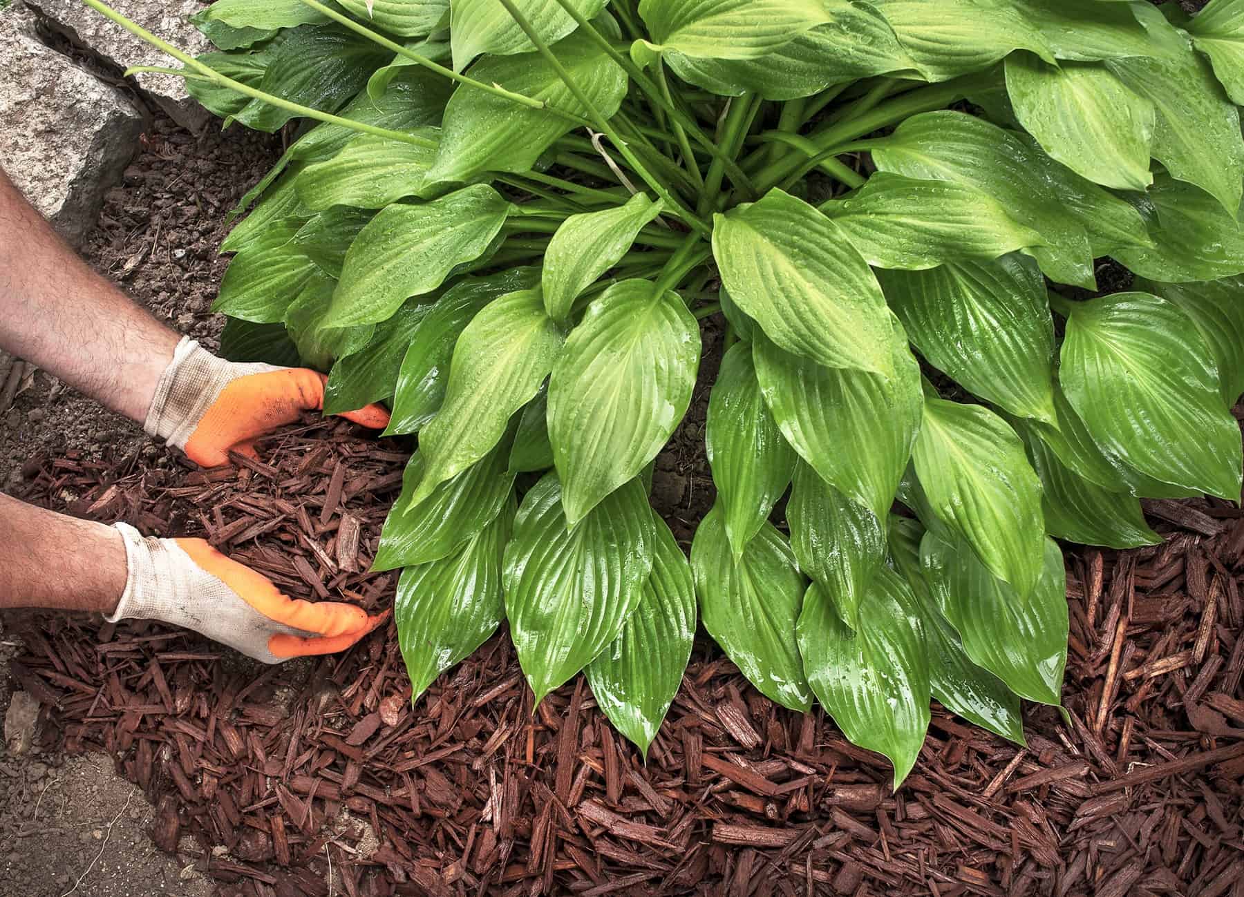 You are Maybe Mulching All Incorrect. How To Do It Right. * Huge Weblog of Gardening