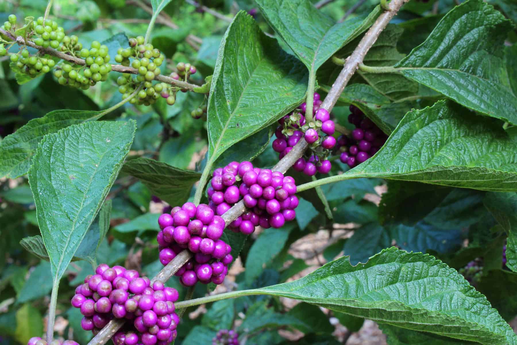 Fall’s Favourite Plant for Wildlife * Giant Weblog of Gardening