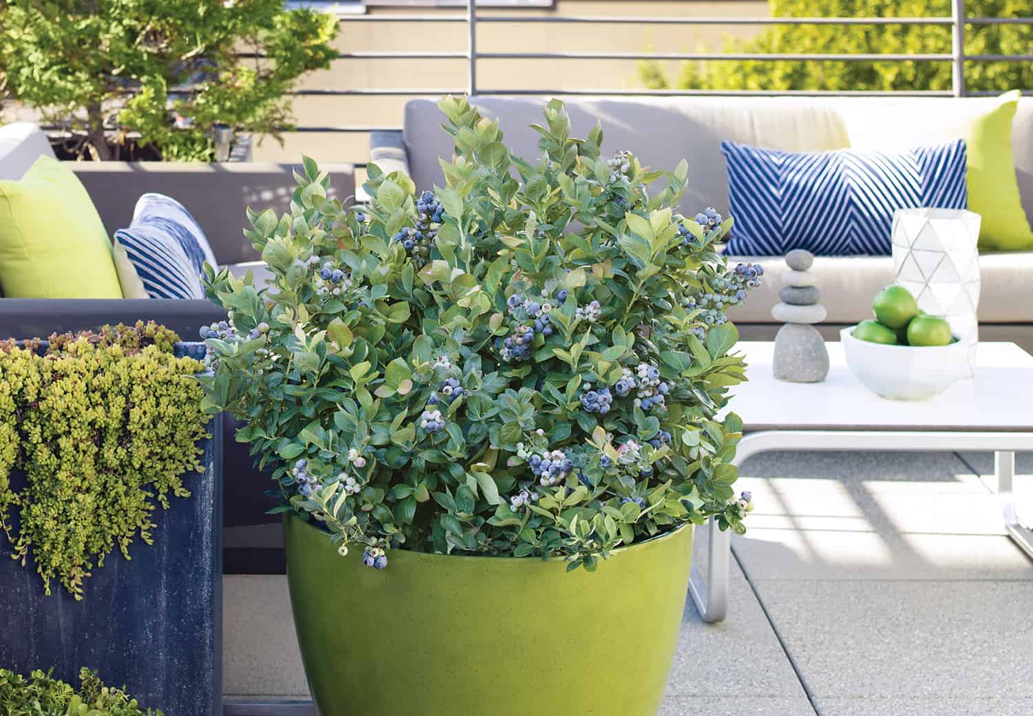 Winter Care for Container Blueberries * Huge Weblog of Gardening