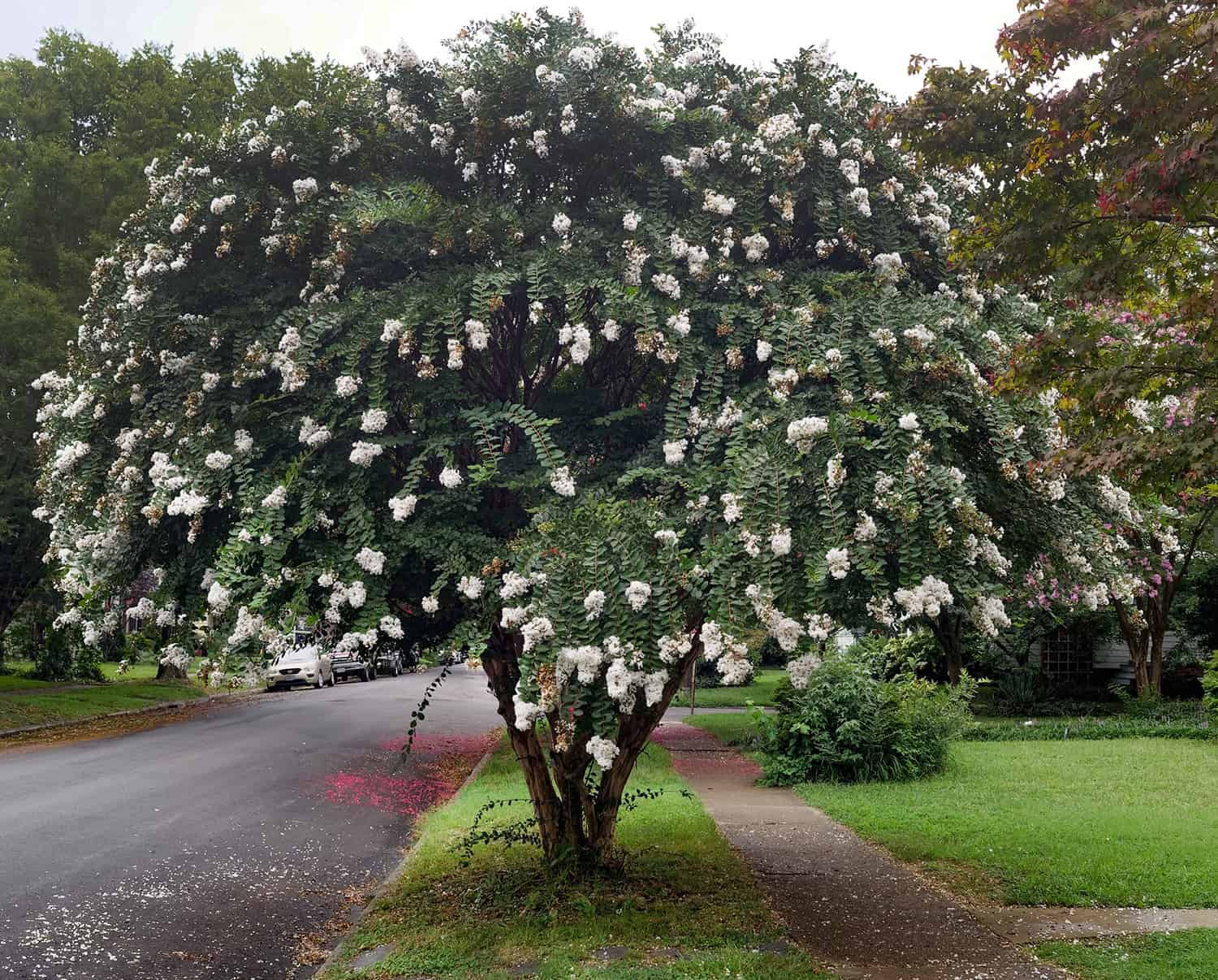 Is It a Small Tree or a Giant Shrub? The Distinction Could Not Be Apparent. * Giant Weblog of Gardening