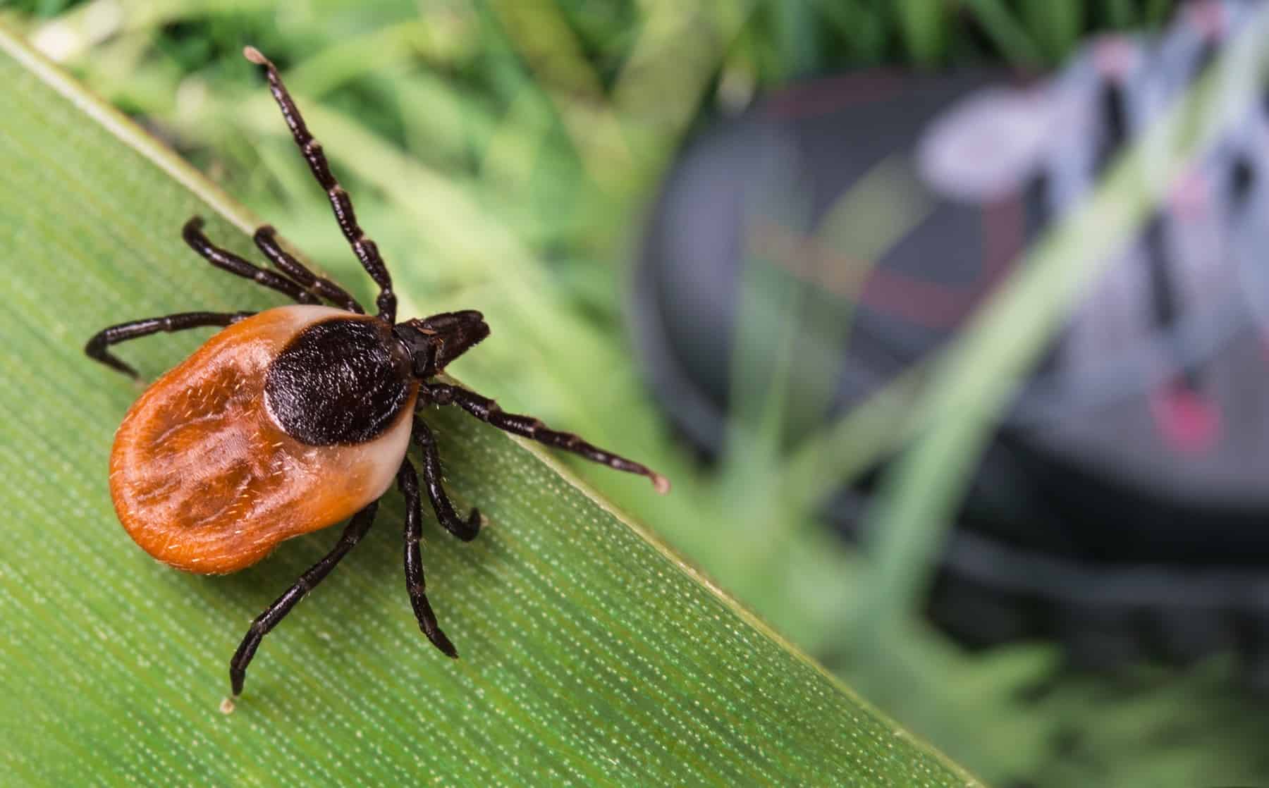 The most effective methods to Keep away from Tick Bites (From Somebody Who Nearly Died of Lyme Illness) * Huge Weblog of Gardening