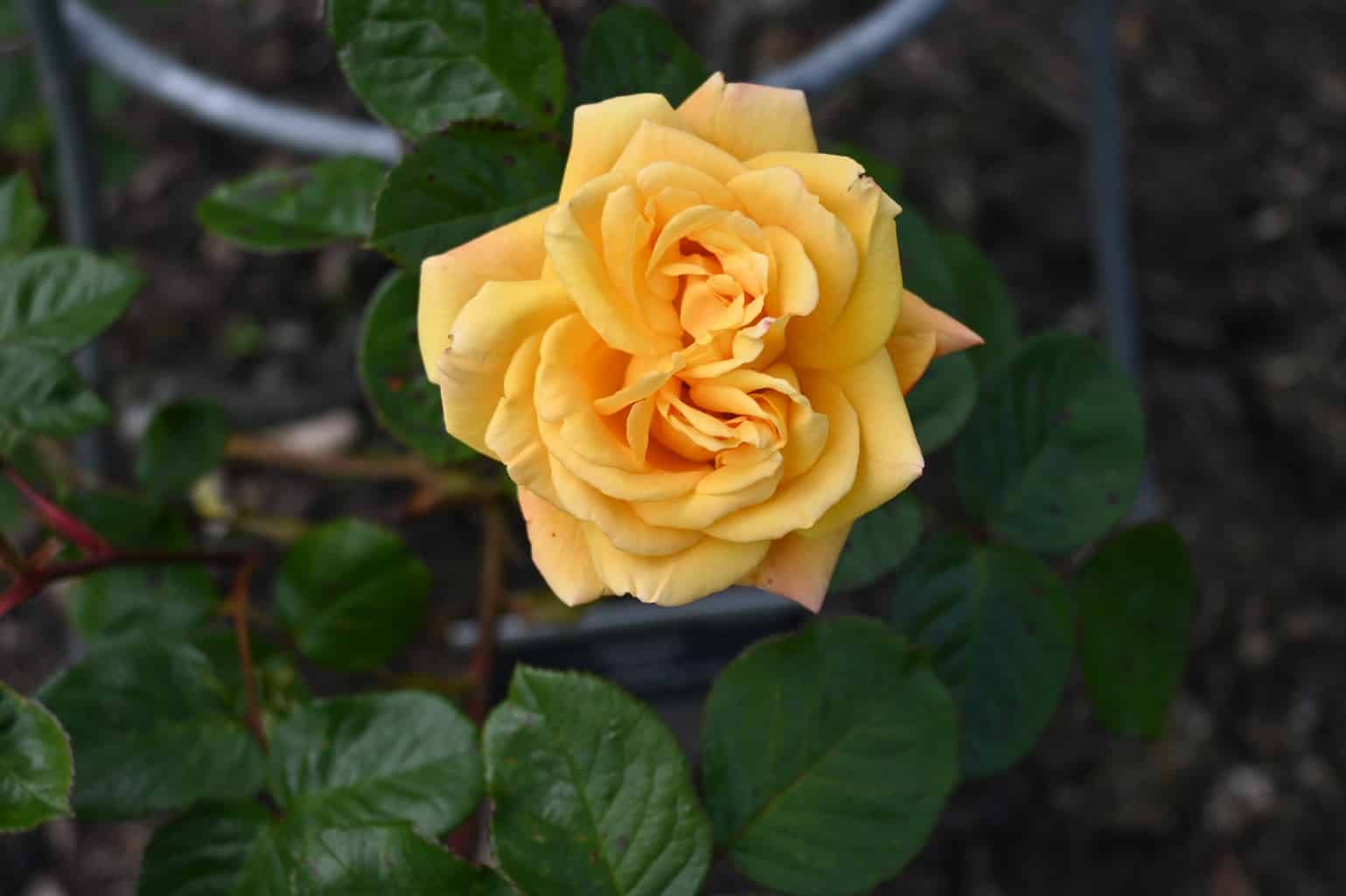 One of the simplest ways to Deadhead Roses and Fully completely different Flowers * Large Weblog of Gardening