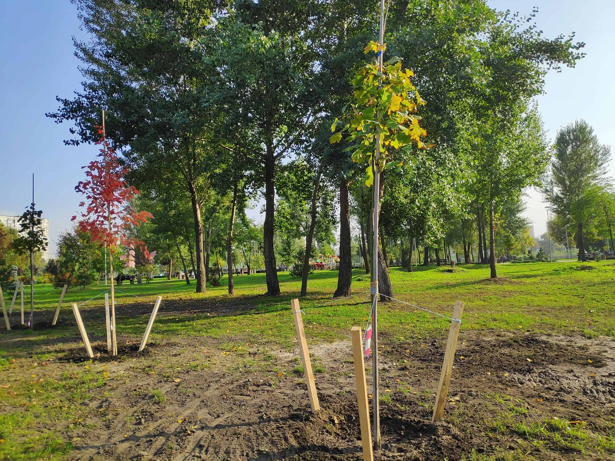 Staking a Tree Is Practically By no means The Right Situation To Do * Massive Weblog of Gardening