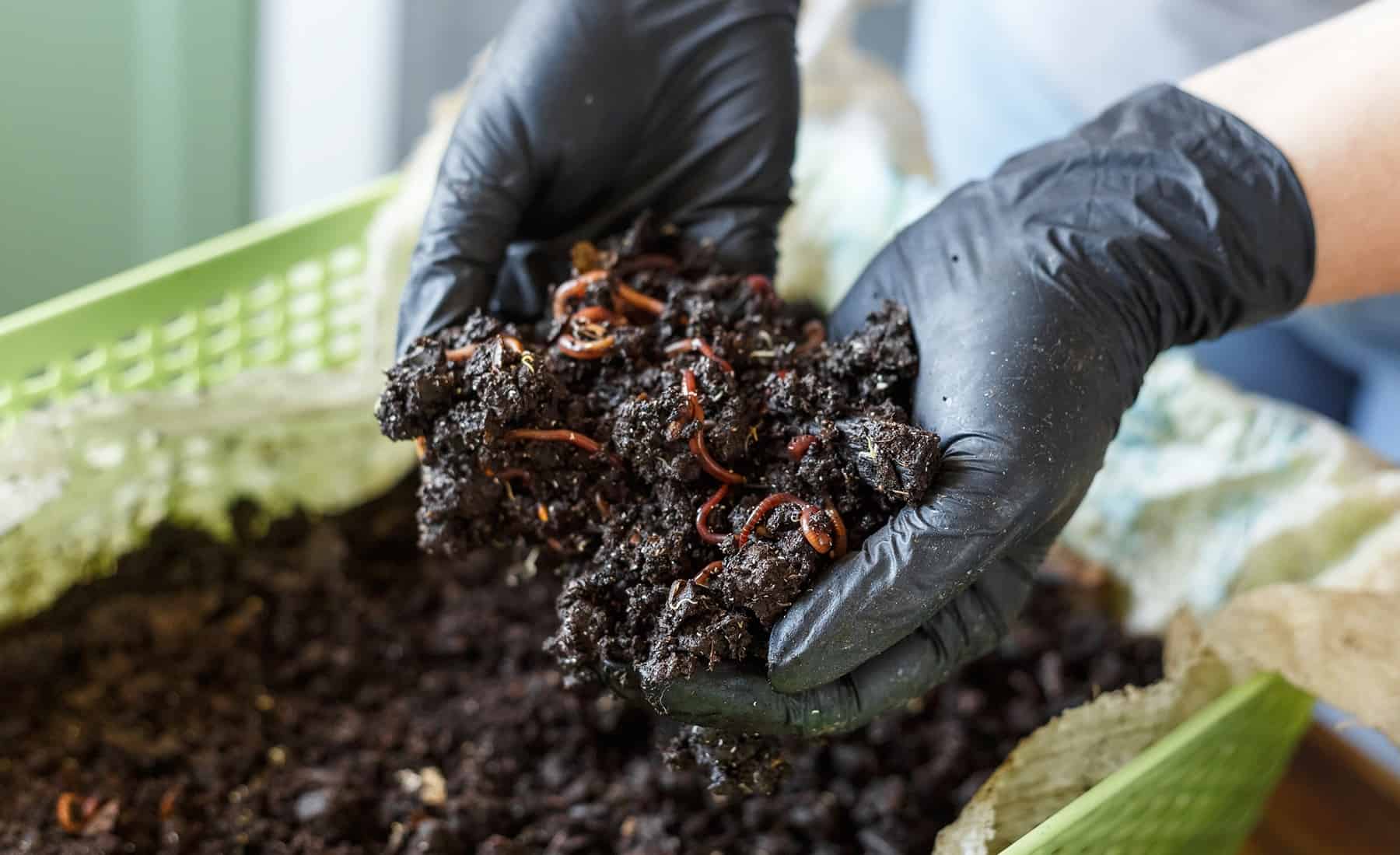 Your Full Information to Worthwhile Vermicomposting * Large Weblog of Gardening