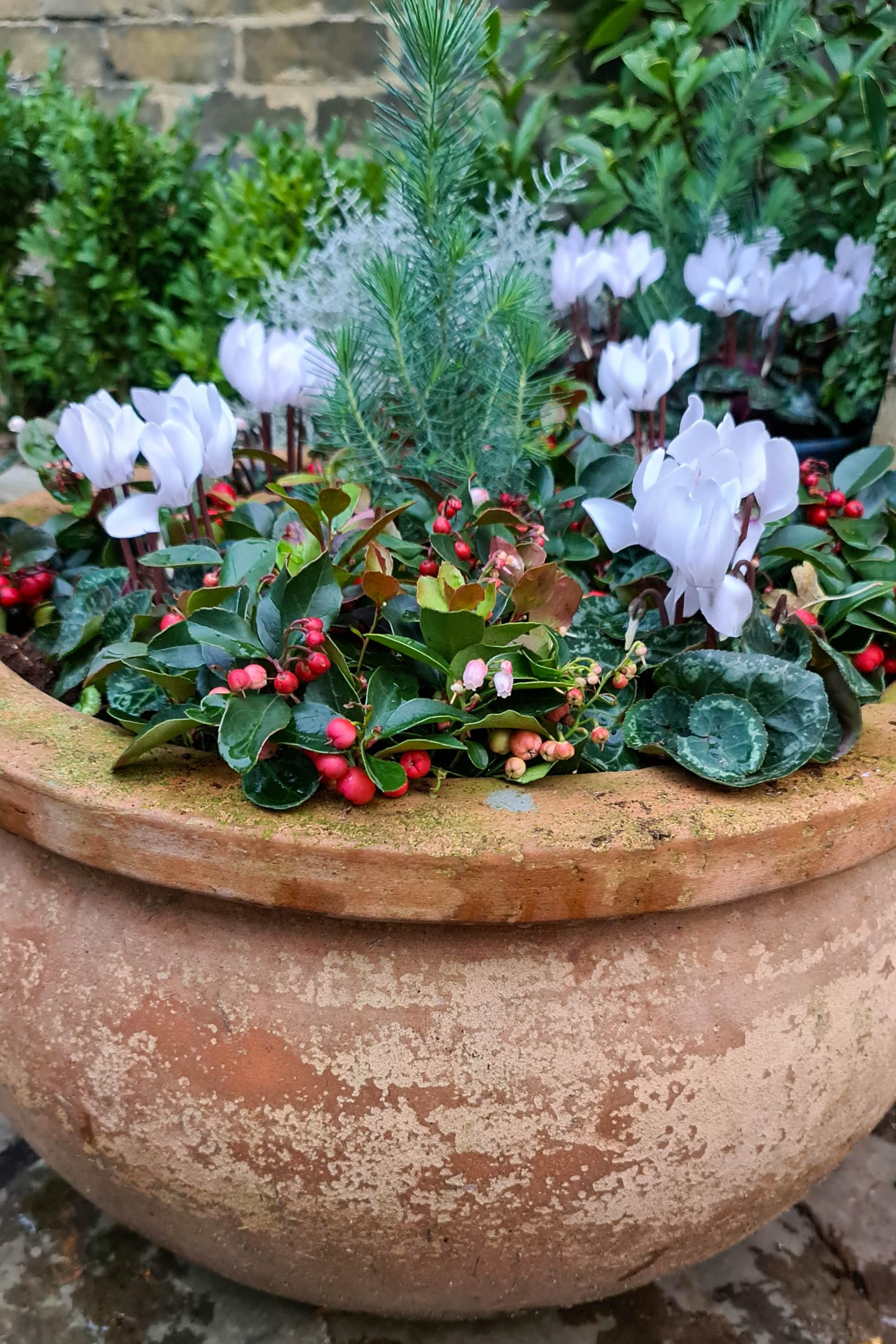 Winter pots – really useful concepts! – The Middle-Sized Yard