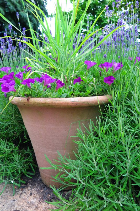 The best crops for amazingly low maintenance yard pots – The Heart-Sized Yard