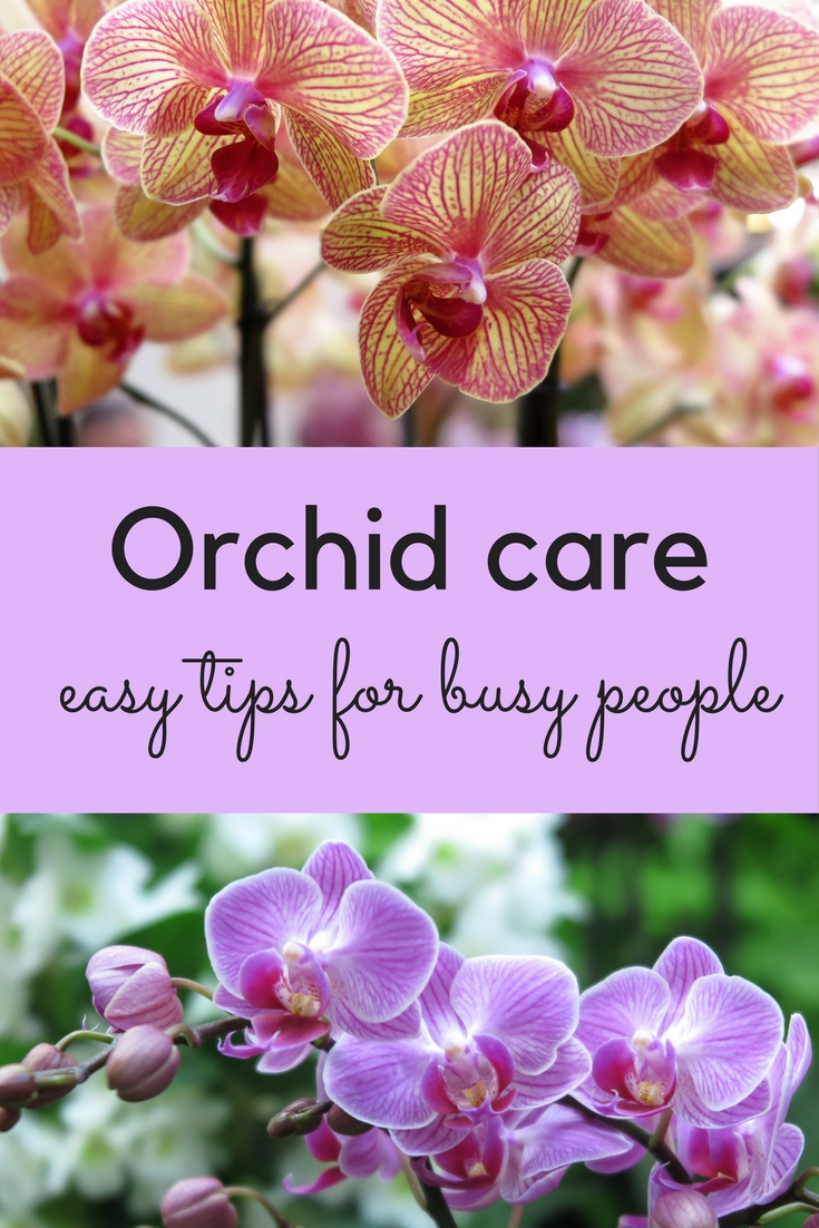 Orchid care – how one can stop feeling accountable and love your orchid – The Middle-Sized Yard